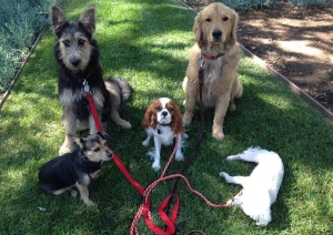 Doggie Daycare Services in Pasadena