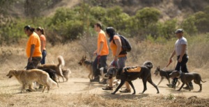 Monrovia Dog Daycare