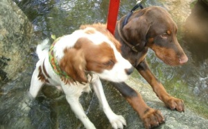 San Marino Pet Boarding